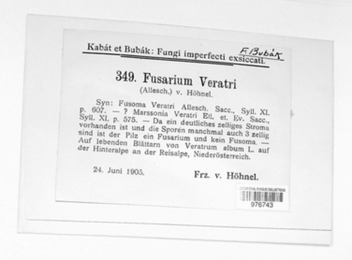 Fusarium veratri image